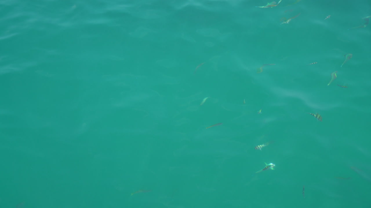 바다 바다에서 많은 아름다운 물고기