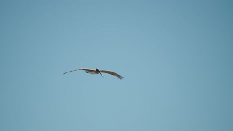 Pelícano-Pardo-Volando-Contra-El-Cielo-Azul-Baja-California-Sur,-Cabo,-México