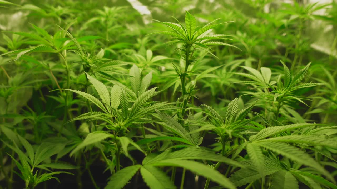 개화 시작 5주차에 어린 대마초 식물, 바람의 움직임, 배경의 텐트, 포물선 이동 샷