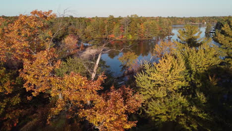 Aerial-view-of-colour-trees-in-autumn-nature