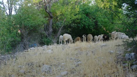 sheep eating forage on the mountain
