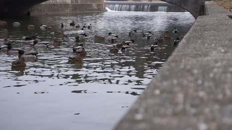 ducks swimming on water under a bridge near a waterfall