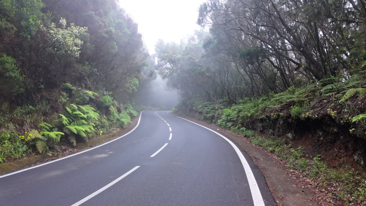 Foggy road winding through Parque Rural de Anaga in a tranquil setting