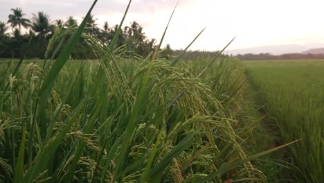 Hermosos-Cultivos-De-Arroz-Maduro-En-Un-Hermoso-Campo-De-Arroz-Que-Se-Balancea-En-Una-Suave-Brisa-De-Verano