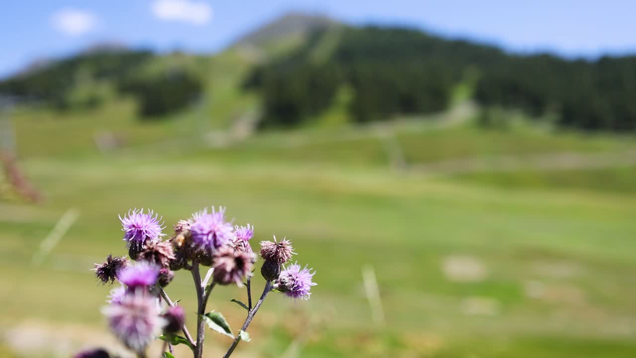 flor de cardo con fondo de montaña borroso