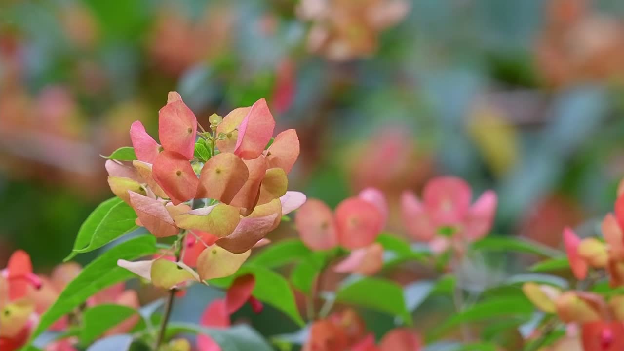 열대 식물, 이국적인 주황색 붉은 꽃 꽃잎, 중국 모자 식물, 홀름스키올디아 산귀니아