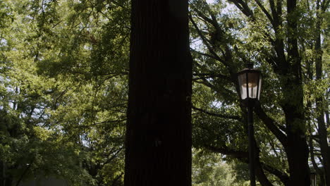 streetlights in a park