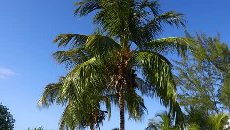 Statisches-Video-Einer-Palme-Auf-Den-Bahamas