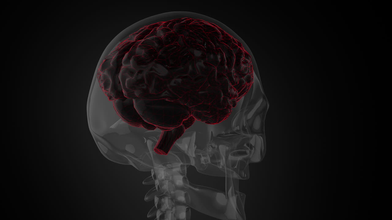 Transparent Skeleton Forming with Brain Highlighted in Skull with Details of Spine and Jaw Bone with Black Background
