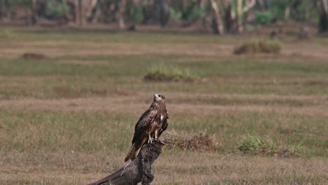 Eine-Einzelperson-Auf-Einer-Wurzel-Eines-Baums-In-Der-Mitte-Der-Wiese,-Die-Sich-Umschaut,-Während-Andere-Vorbeifliegen,-Schwarzohrmilan-Milvus-Lineatus-Pak-Pli,-Nakhon-Nayok,-Thailand