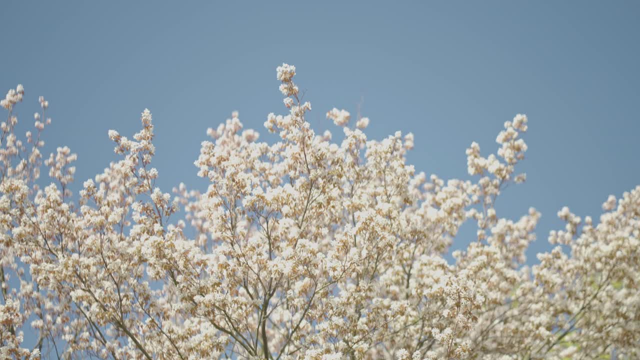 봄의 바람에 흔들리는  꽃으로 꽃이 피는 나무