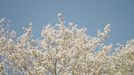 blooming trees with white flowers swaying in the spring wind