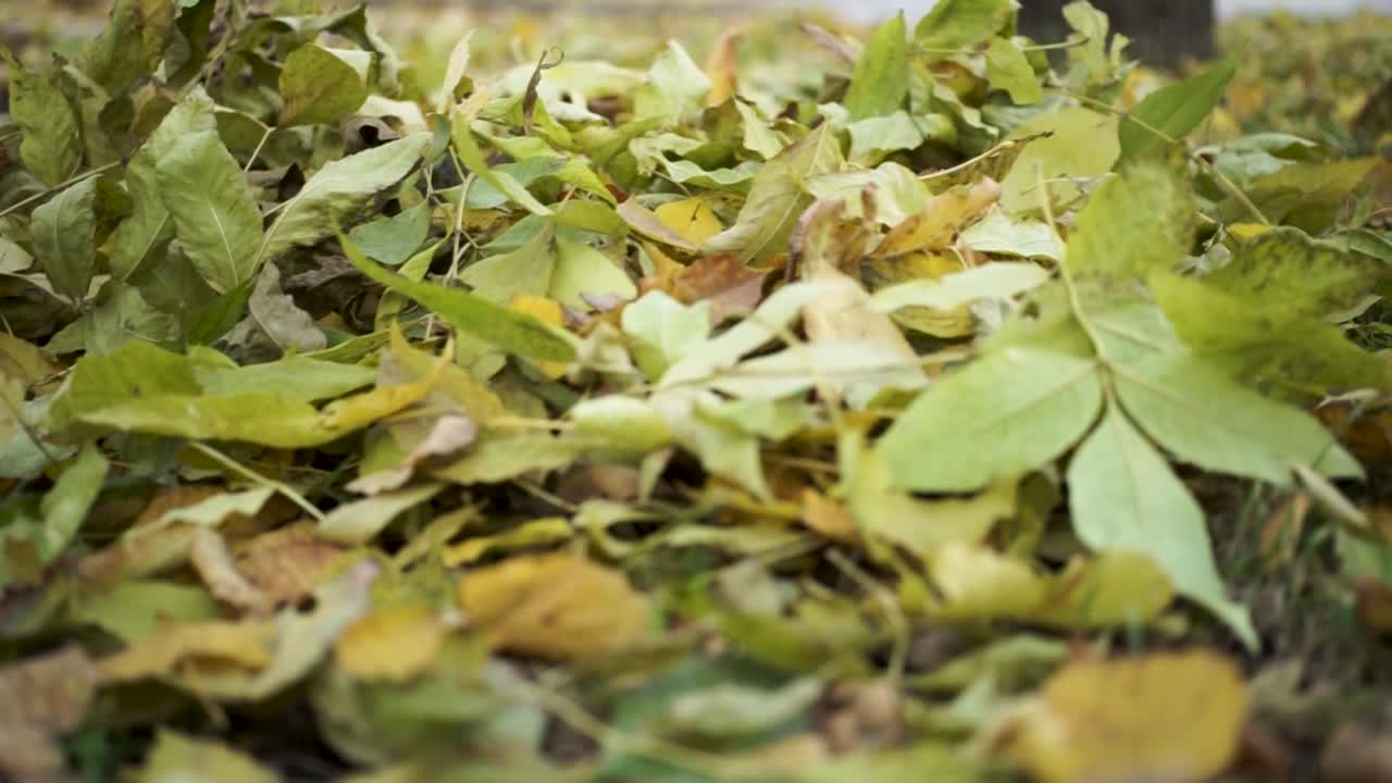 hojas de otoño en el suelo