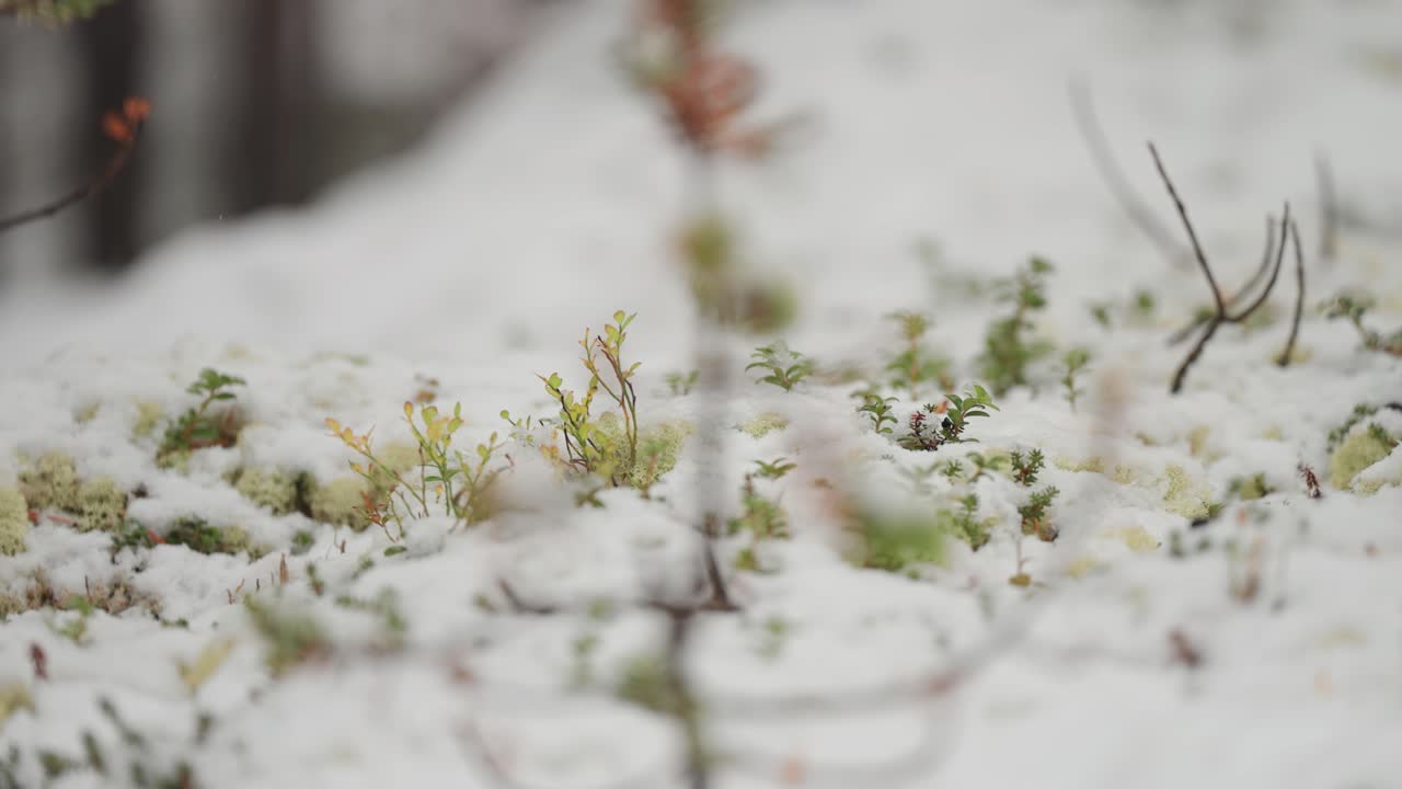 Un primo piano cattura il lussureggiante sottobosco verde coperto dalla prima neve della stagione.