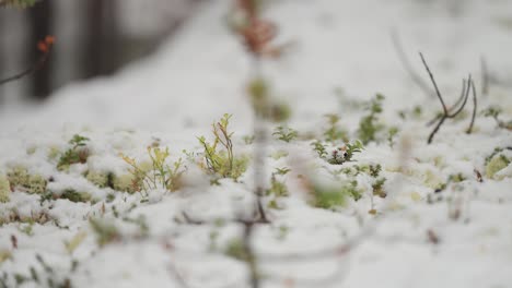 a close-up shot captures the lush green forest undergrowth covered with the first snow of the season