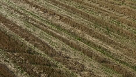 harvested field