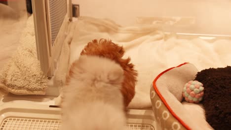 two fluffy puppies play and interact together.