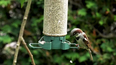 Male-House-Sparrow-feeding-on-sunflower-seeds