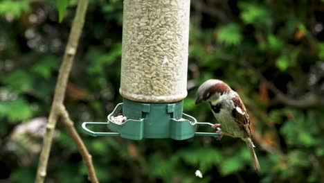 Männlicher-Haussperling,-Der-Sich-Von-Sonnenblumenkernen-Ernährt