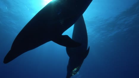 Beautiful-shot-of-a-Bottlenose-dolphins,-tursiops-truncatus-approach-in-clear-blue-water-of-the-south-pacific-ocean-and-get-close-to-the-camera