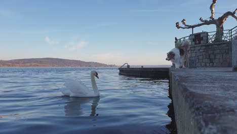 dog attackst swan from edge of lake dock