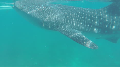 giant whale shark opens is big mouth while eating, oslob cebu, philippines