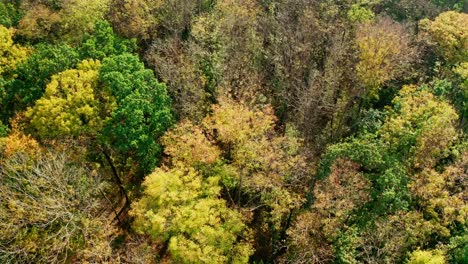 Colorful trees background. Beautiful forest in autumn in sunny day. Top trees at fall season. Amazing autumn landscape. Aerial view.