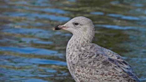 Gaviota-De-Pie-Y-Mirando-Al-Agua