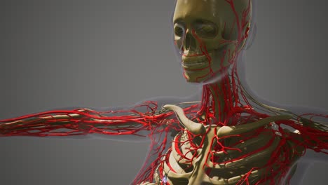 science anatomy of human blood vessels