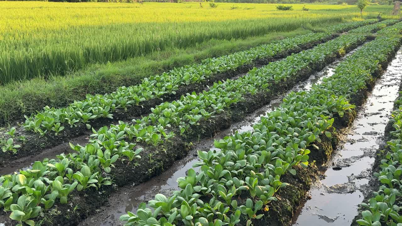 農場で育つ新鮮な緑の野菜の列