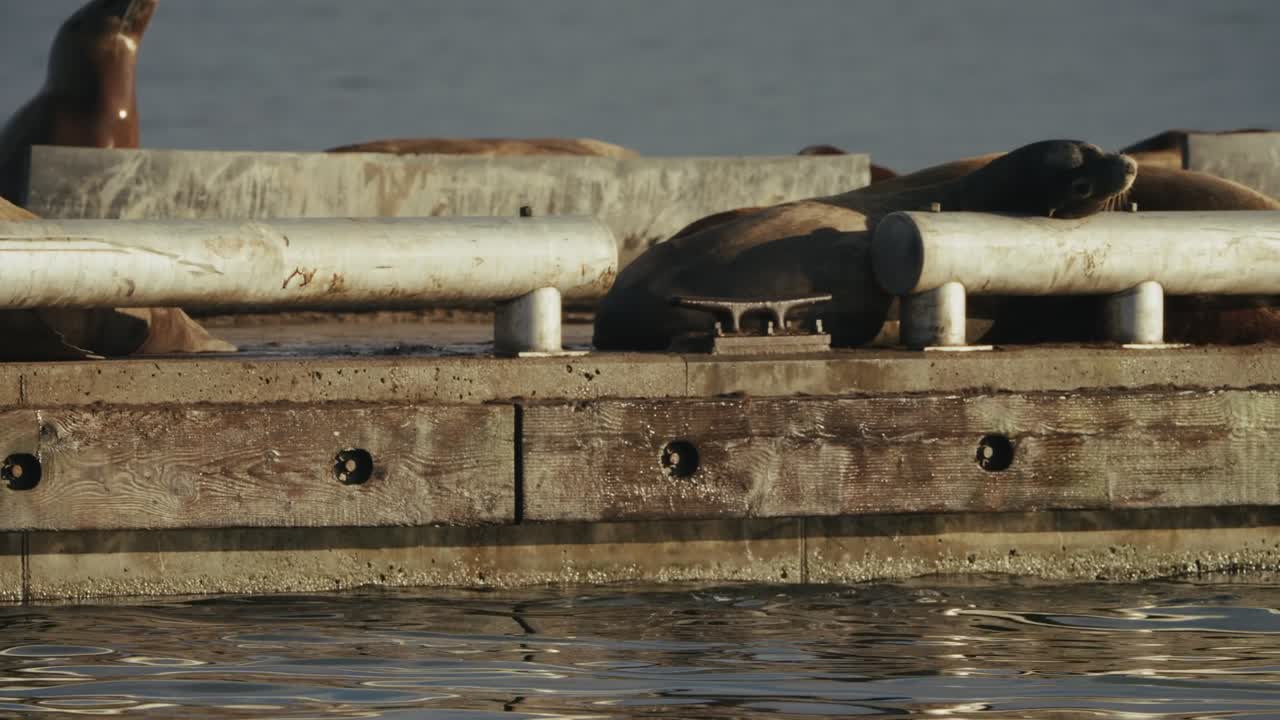 Sea lions relax on a dock in golden light at Cowichan Bay, nature tranquility