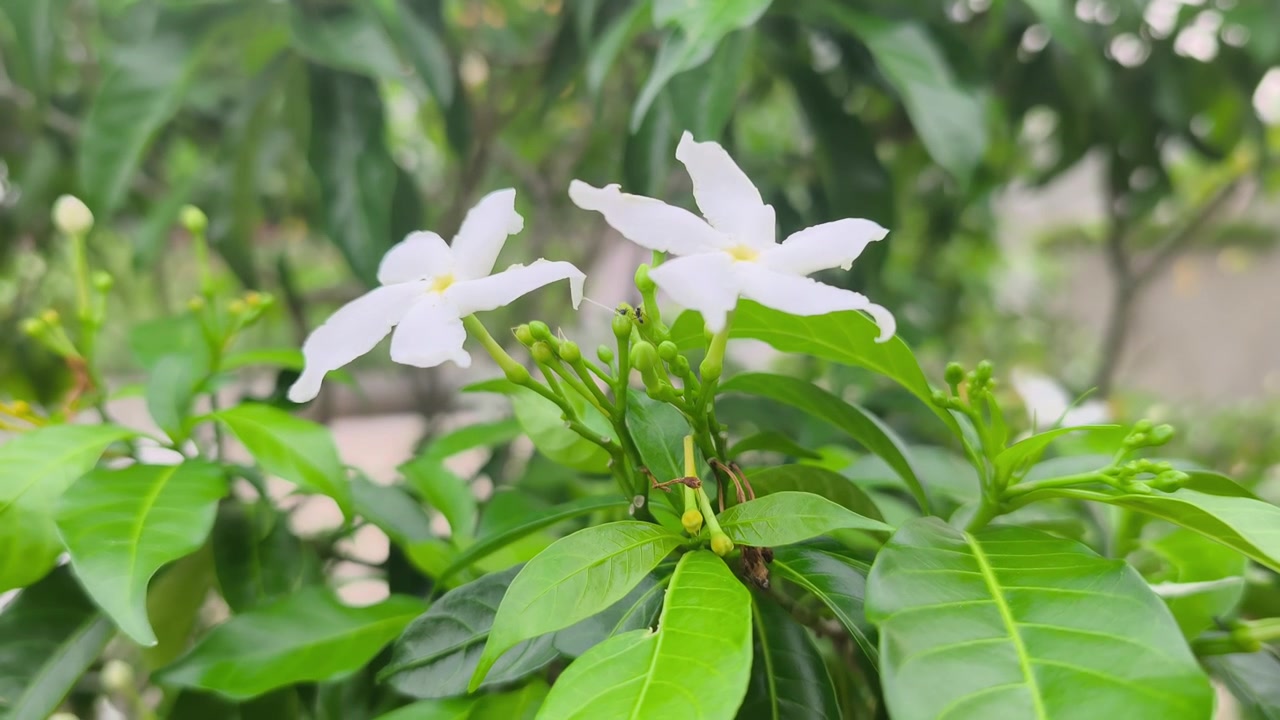 Bellissimi fiori a girandola sbocciano elegantemente su un arbusto rigoglioso. Questi candidi fiori bianchi prosperano all'interno di un vivace giardino botanico. I delicati petali ondeggiano dolcemente nella brezza.