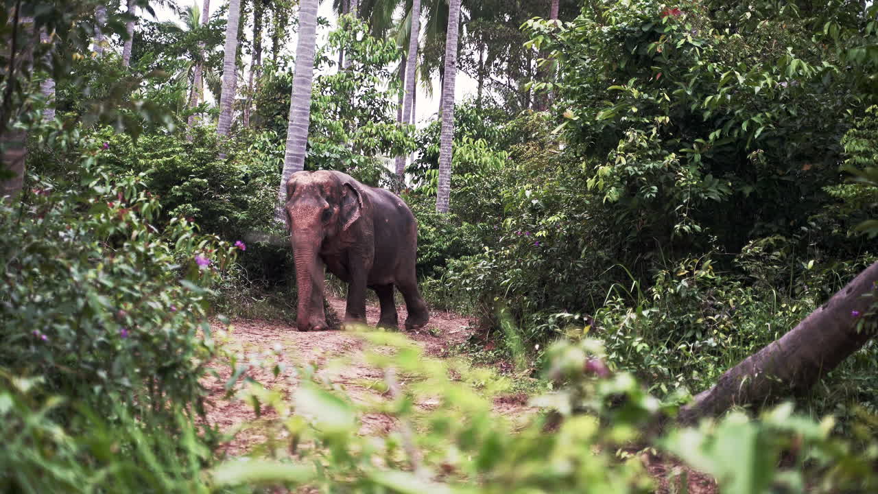 elefante asiático caminando por un camino de tierra a través del follaje de la selva tropical