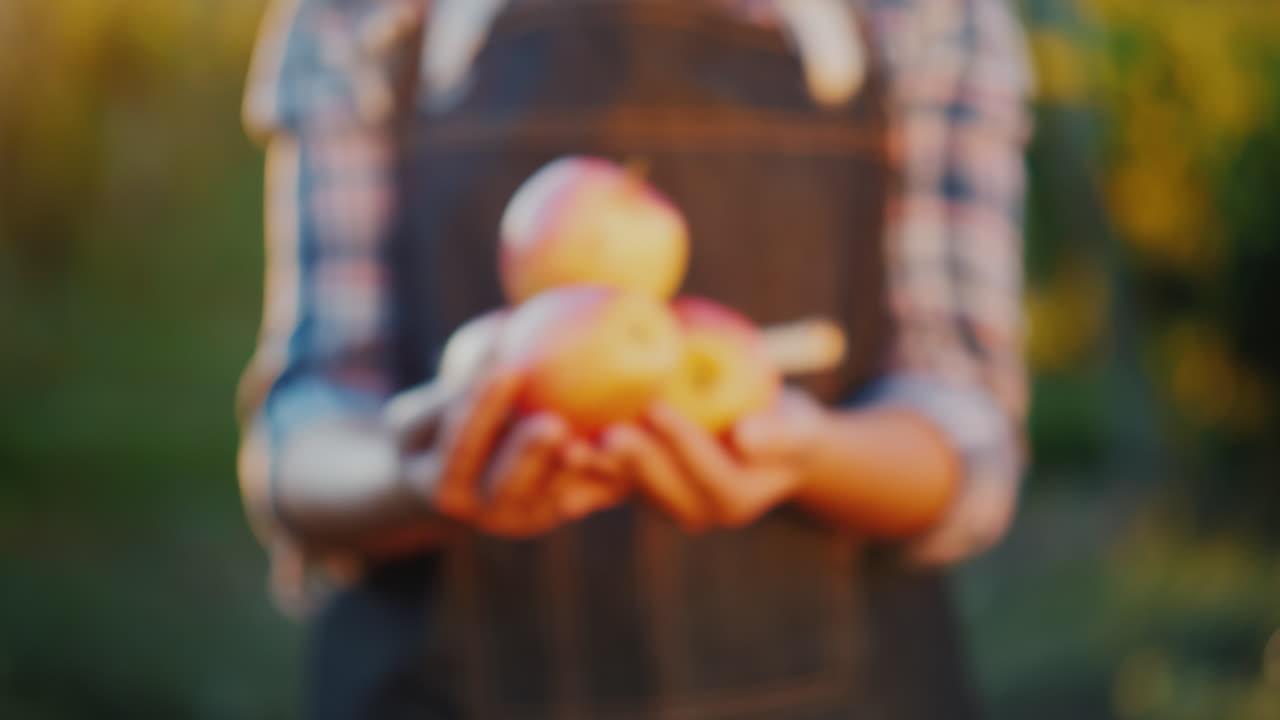 그의 정원 농부의 손에서 여러 개의 빨간 사과와 함께 잘 익은 사과