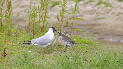 gaviota de cabeza negra alimentando a sus polluelos en las marismas costeras de lincolnshire, reino unido