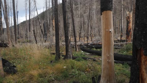 Toma-Panorámica-De-Un-Bosque-Quemado-Que-Lentamente-Está-Volviendo-A-La-Vida-En-Colorado