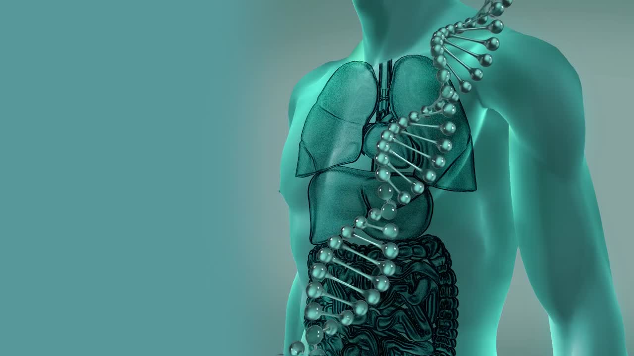 animación de la cadena de adn girando sobre el modelo del cuerpo humano