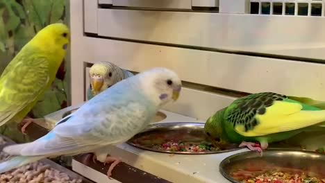 periquitos brillantes y coloridos comiendo semillas de aves de una bandeja de alimentación