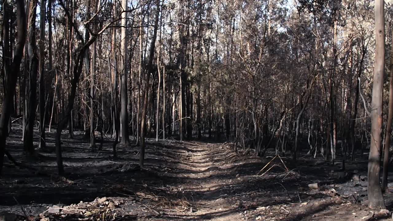 Travelling of a devastated forest after fire os a eucalyptus forest