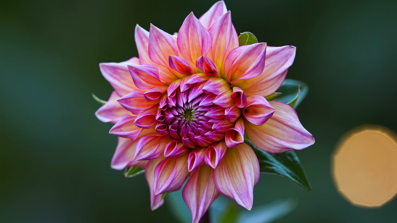 Close-up video angle of a budding flower with vibrant green and purple hues against a blurred