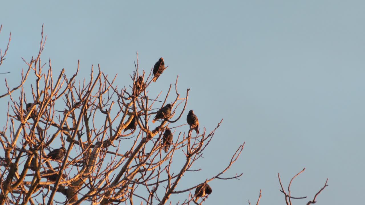 muchos pájaros negros estorninos en el árbol sin hojas saltando y luego volando, tiro medio día hora puesta de sol hora dorada, maffra, victoria, australia