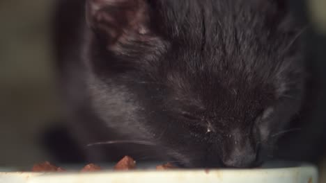 Gato-Doméstico-Negro-Comiendo-Deliciosa-Comida-De-Trozos-Carnosos-De-Cerca