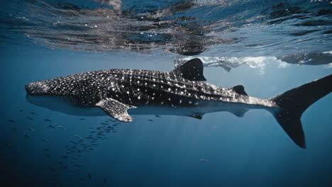 whale shark swims in shimmering beautiful waters reflecting surface in glassy light rays