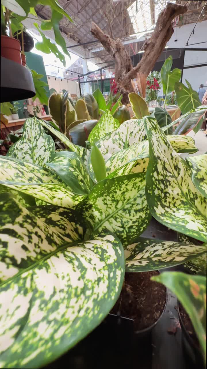 Peace Lily Plants