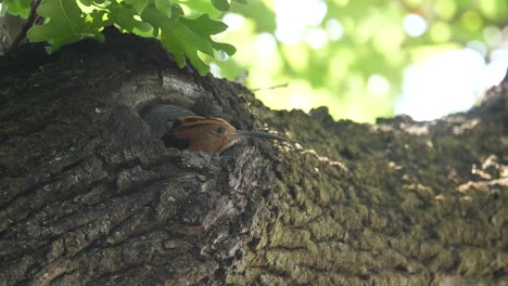 male african hoopoe offers food to the female hoopoe in the nest hole, close up