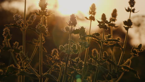 melis bush grows on the field at sunset