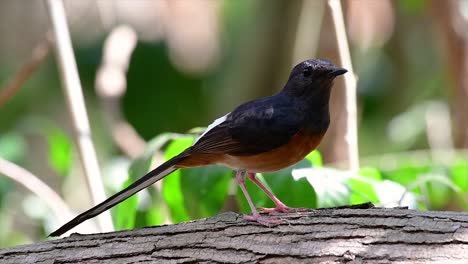 Die-Weißbürtige-Shama-Ist-Einer-Der-Häufigsten-Vögel-In-Thailand-Und-Kann-Leicht-In-Stadtparks,-Landwirtschaftsflächen,-Bewaldeten-Gebieten-Und-Den-Nationalparks-Beobachtet-Werden