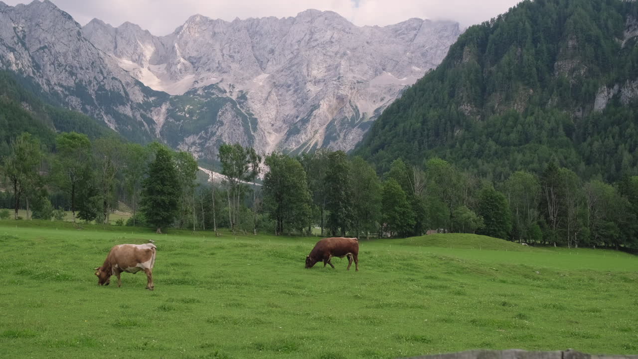альпийская луга с коровами
