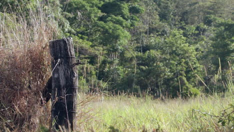 Wooden-Strainer-Post-Gateway-with-Green-Pasture-and-Rainforest,-Static