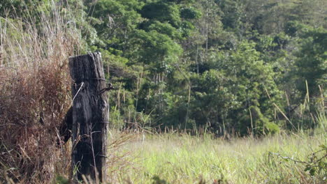 pasarela de poste de colador de madera con pastos verdes y selva tropical, estática